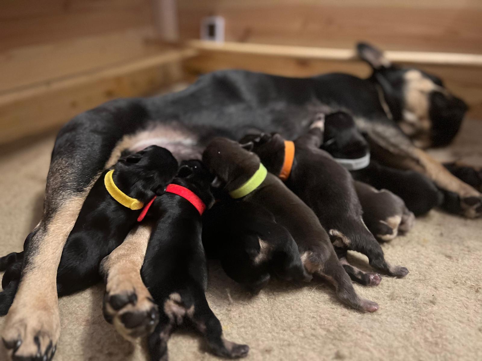 C-Wurf – Bullys aus dem Kinzigtal